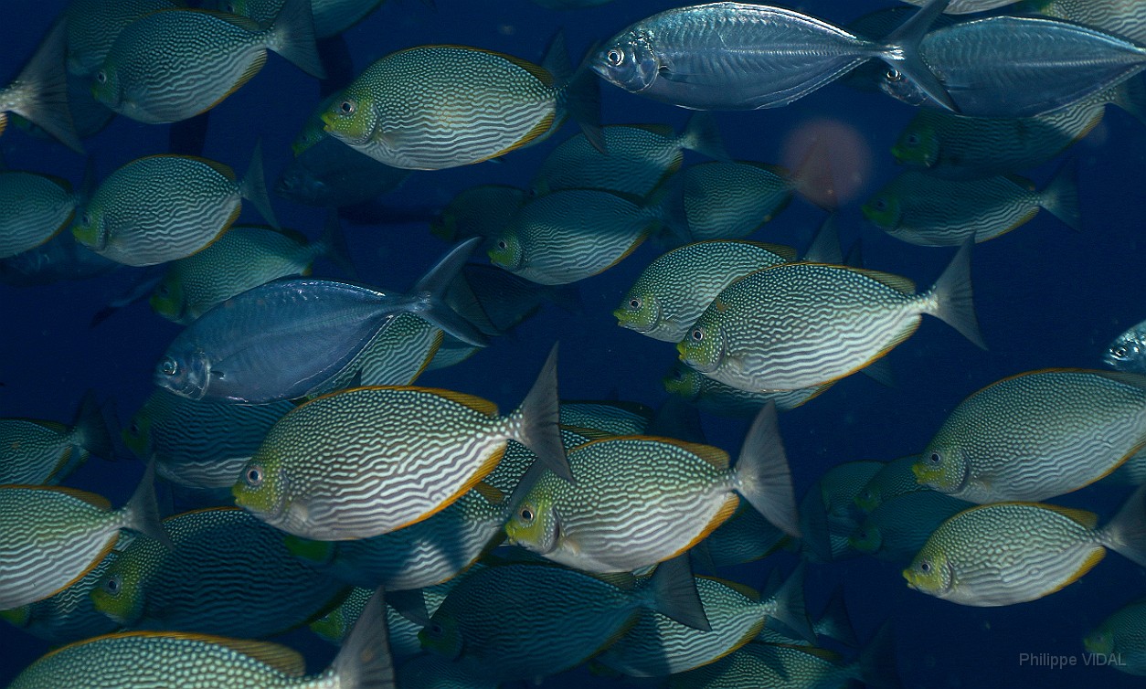 Thailand 2015 - Ko Tao - Poisson-lapin de Java - Siganus javus _IMG_3654_rc.jpg